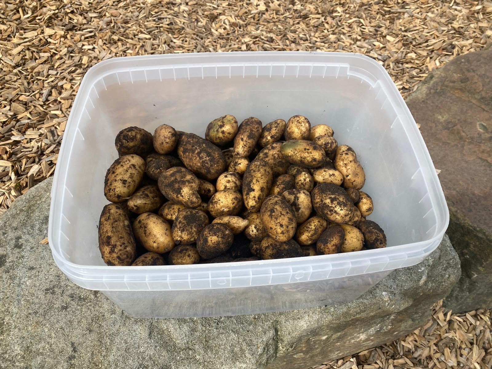Selbst geerntet schmeckt es am besten