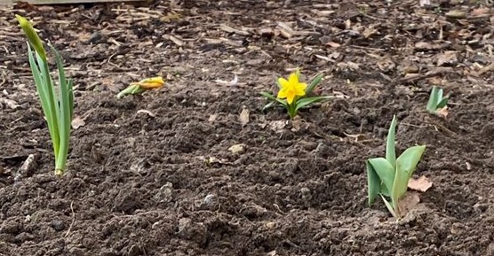 Der Frühling ist da – es geht wieder „Ab in Beet“