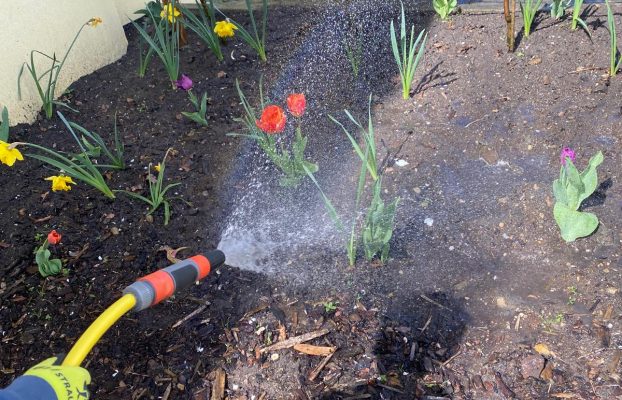 „Ab ins Beet“ – Es blüht im kleinen Wespe-Garten